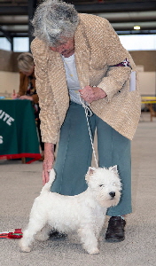 1st Minor Puppy Dog - Ashgate Falkirk