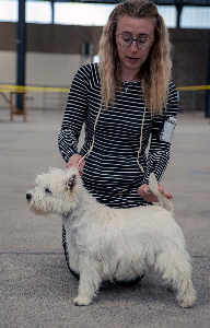 1st Puppy Bitch - Marlablue Smile and Wave at Ashgate